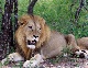 African Wildlife Photo Workshops