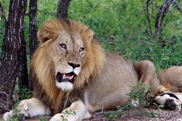 Male Lion resting