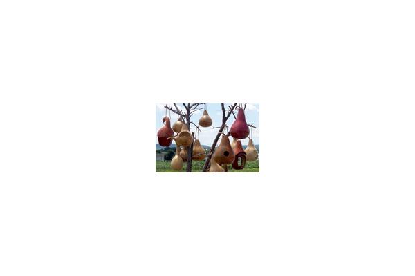 An Amishman who grows and decorates gourds tells his fascinating story.