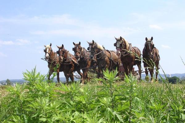 Farming is still done using horses and mules. 