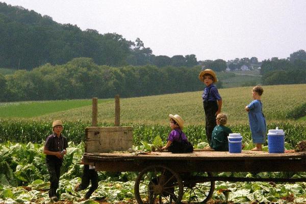 Harvesting tobacco - farm scenes change all year long.