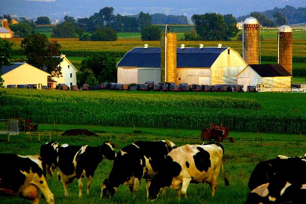 There are beautiful sights as we drive by the Amish dairy farms.