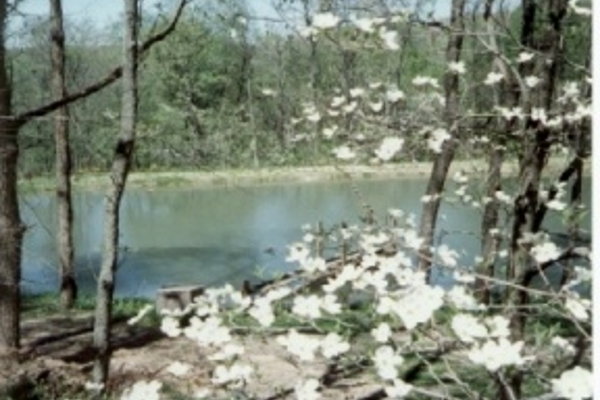 Our spring fed pond in spring