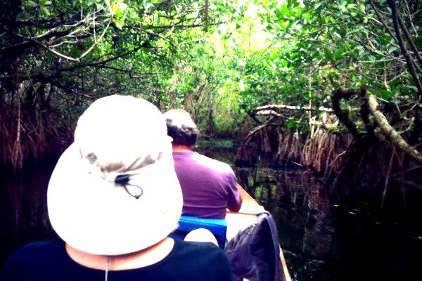 Everglades Mangrove Tunnel Tour