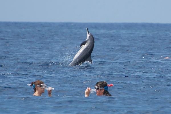 Hang Loose Boat Tours LLC - Kailua-Kona, HI