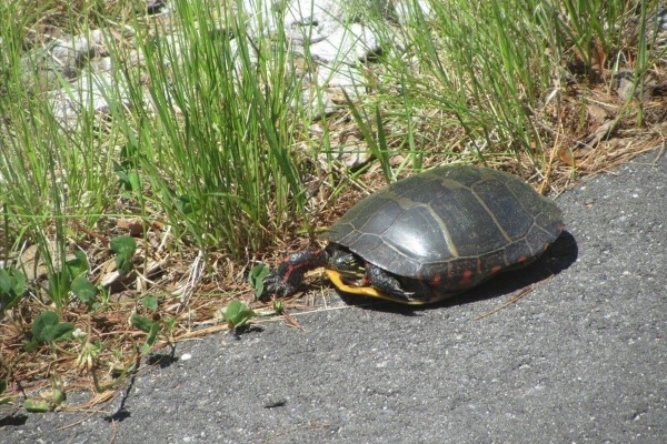 Home of the Eastern Painted Turtle
