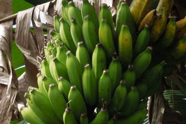 Wailele Farm